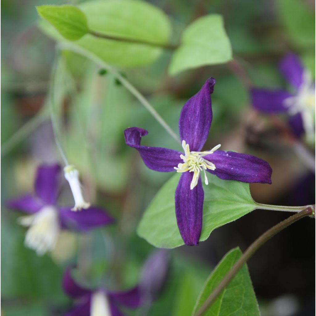 Tuoksukärhö Aromatica