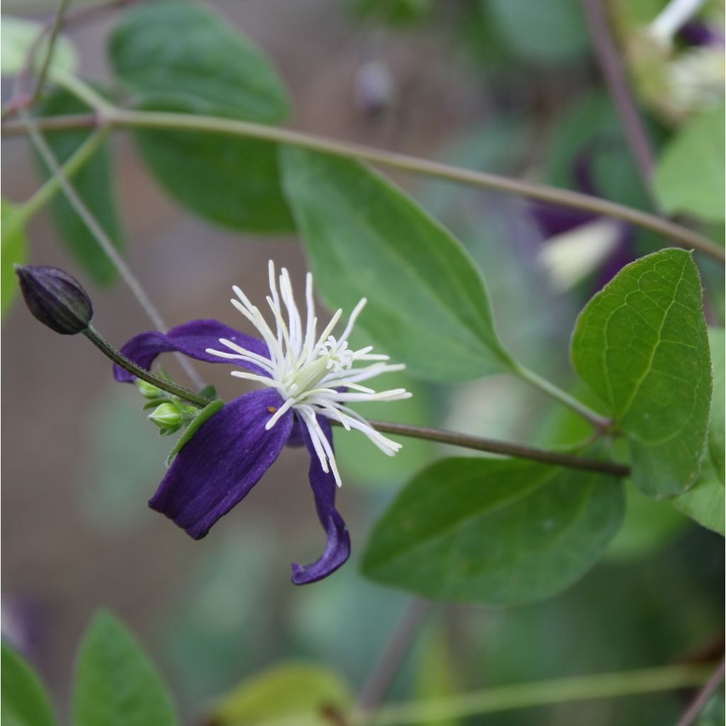 Tuoksukärhö Aromatica