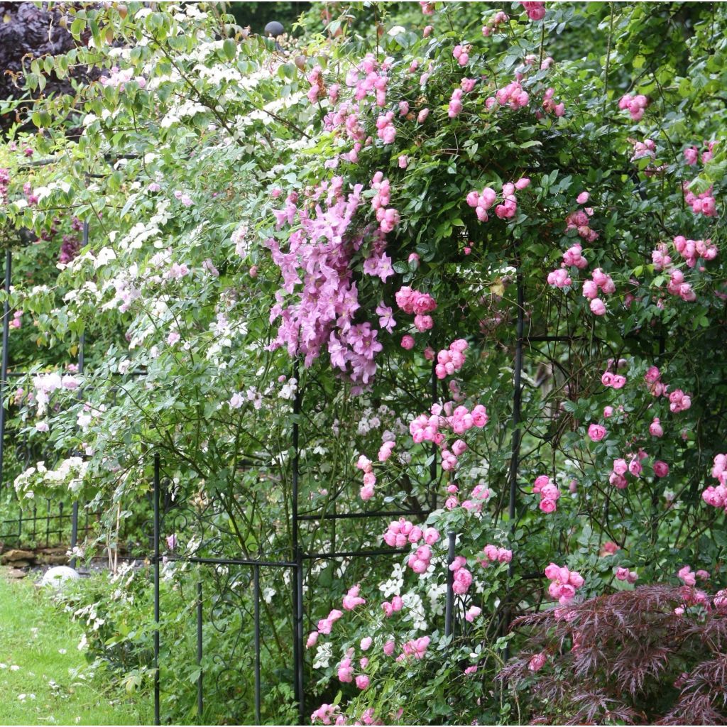 Loistokärhö Comtesse de Bouchaud