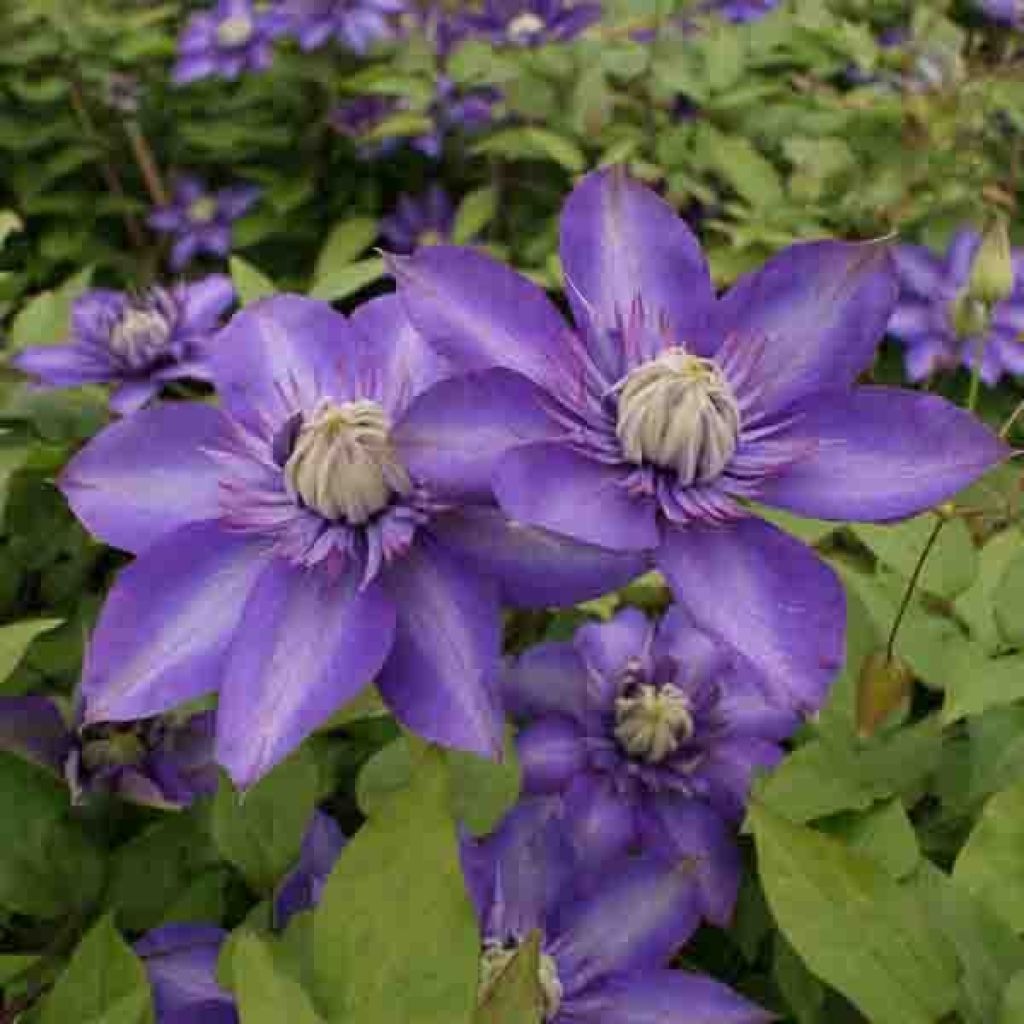 Loistokärhö Multi Blue