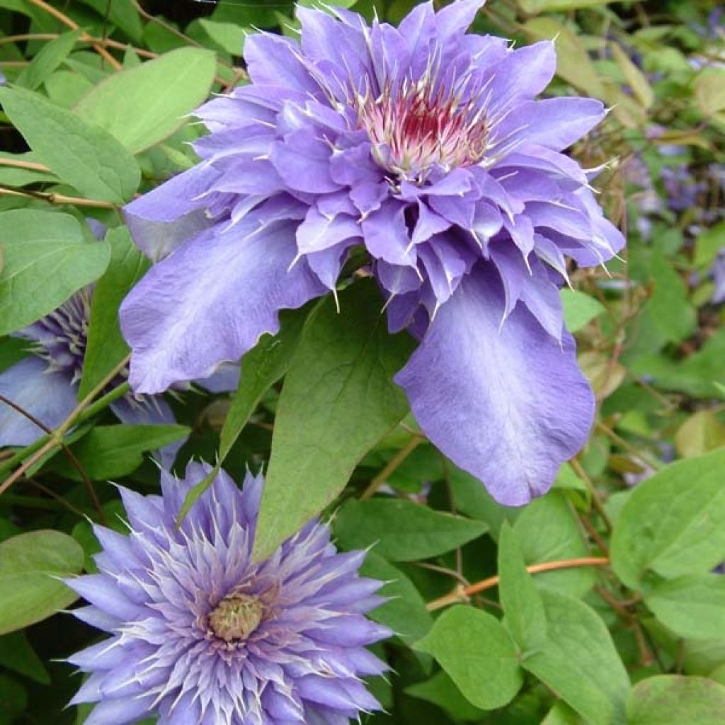 Loistokärhö Multi Blue