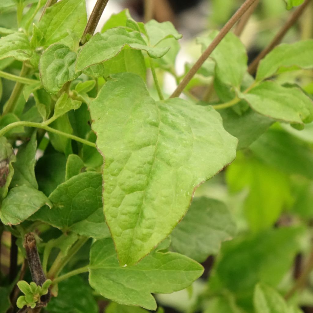 Loistokärhö Blekitny aniol