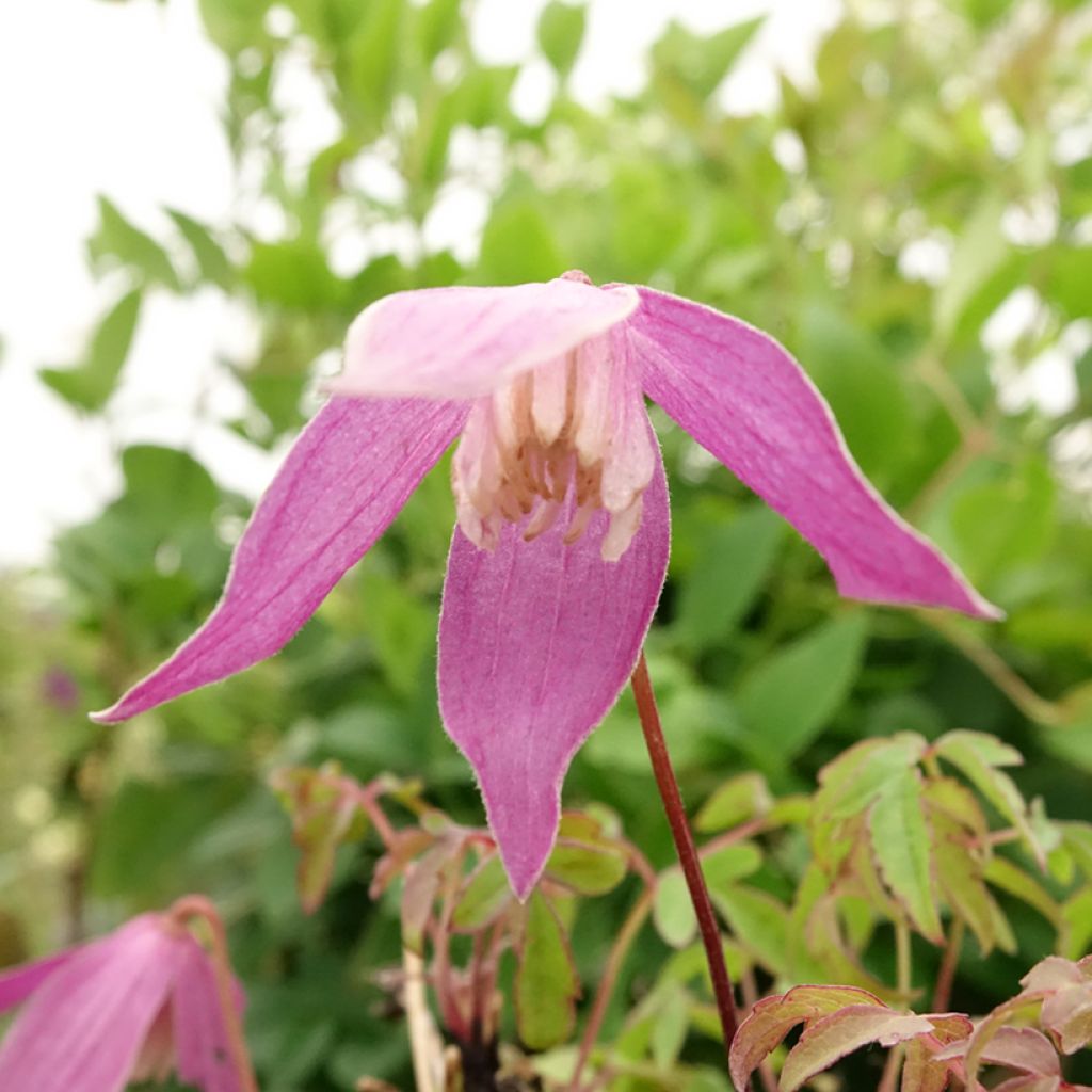Tarha-alppikärhö Ruby