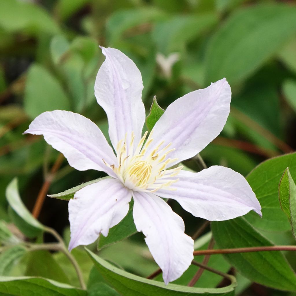Tiukukärhö Clematis River Star