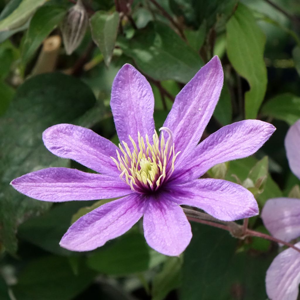 Tiukukärhö Stella Bella