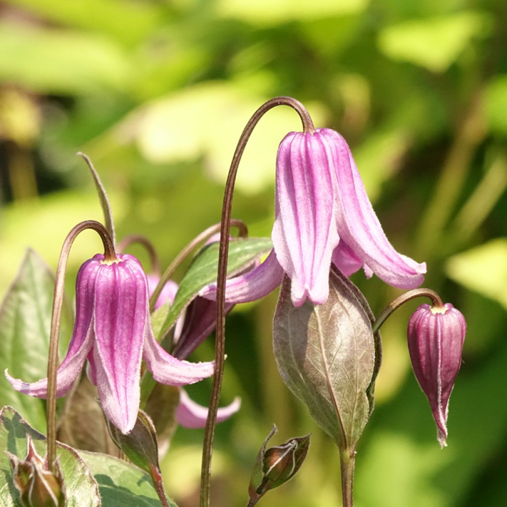 Kellokärhö Rosea