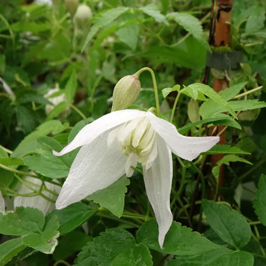 Kruunukärhö Broughton Bride
