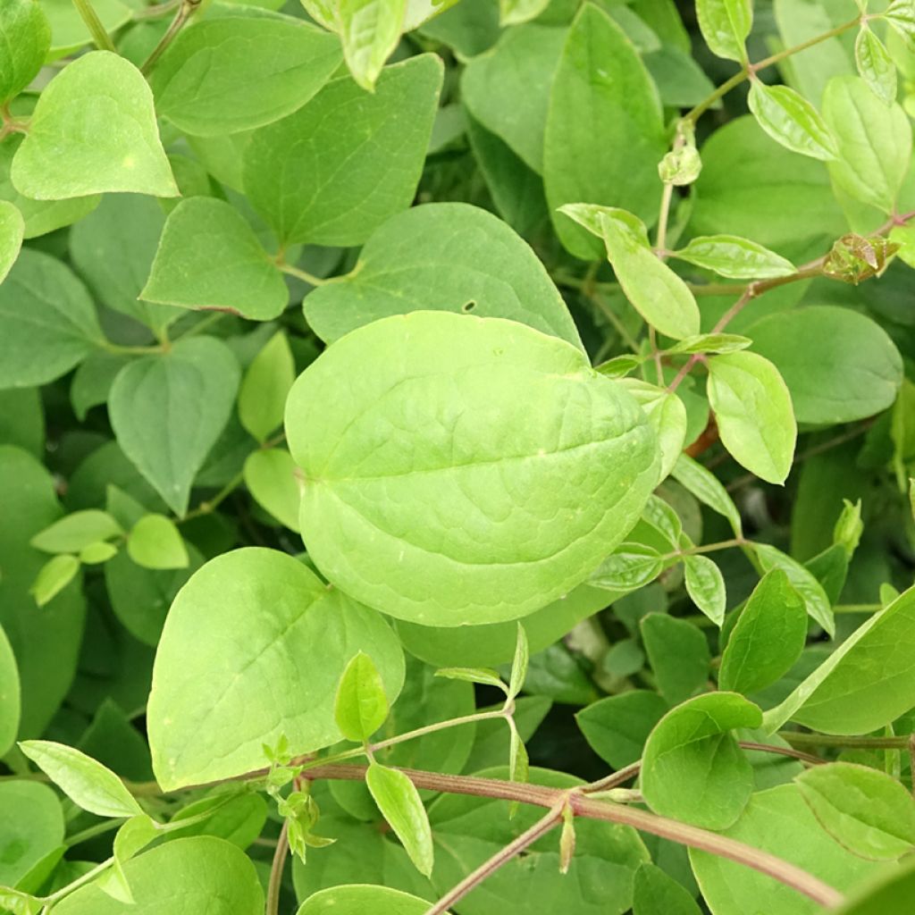 Tuoksukärhö mandshurica
