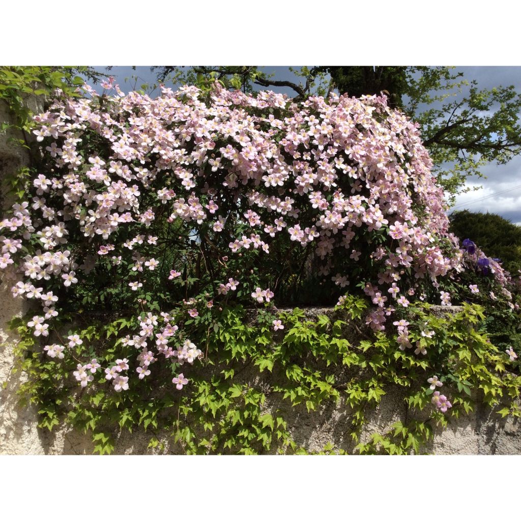 Vuorikärhö Sanssouci