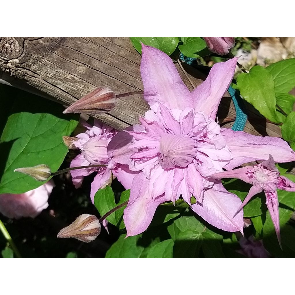 Loistokärhö Multi Pink