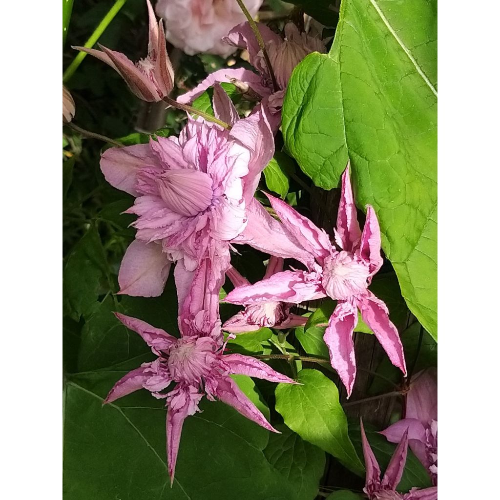 Loistokärhö Multi Pink