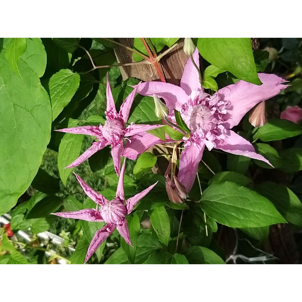 Loistokärhö Multi Pink