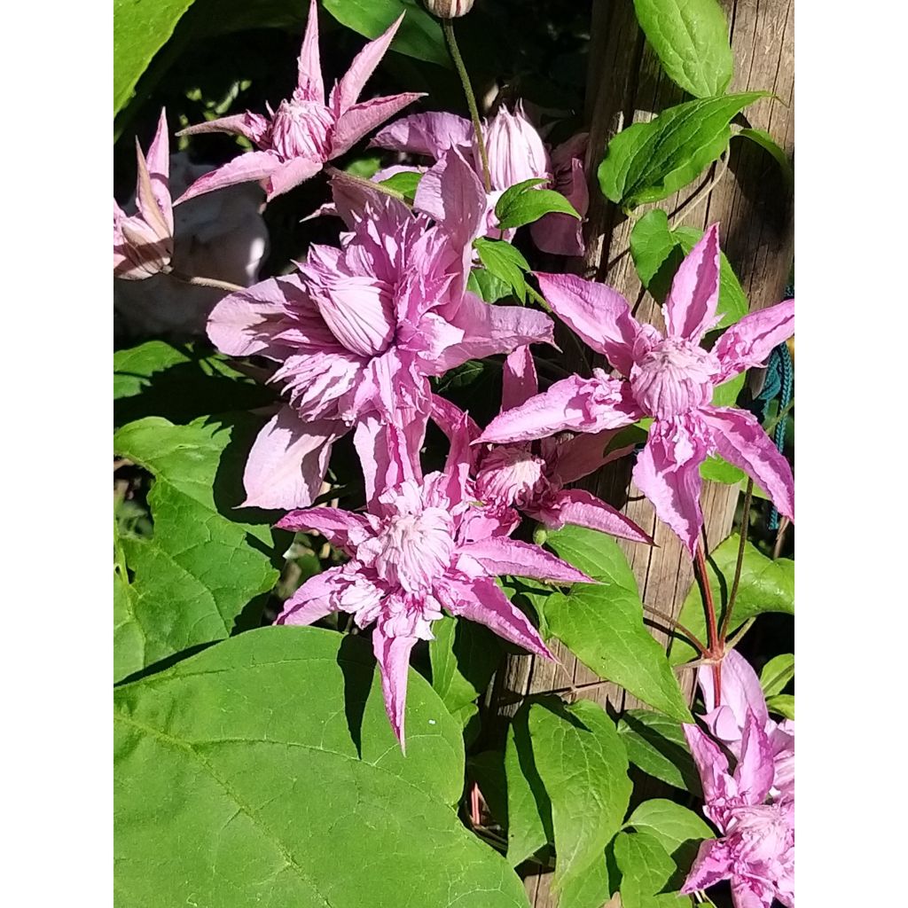 Loistokärhö Multi Pink