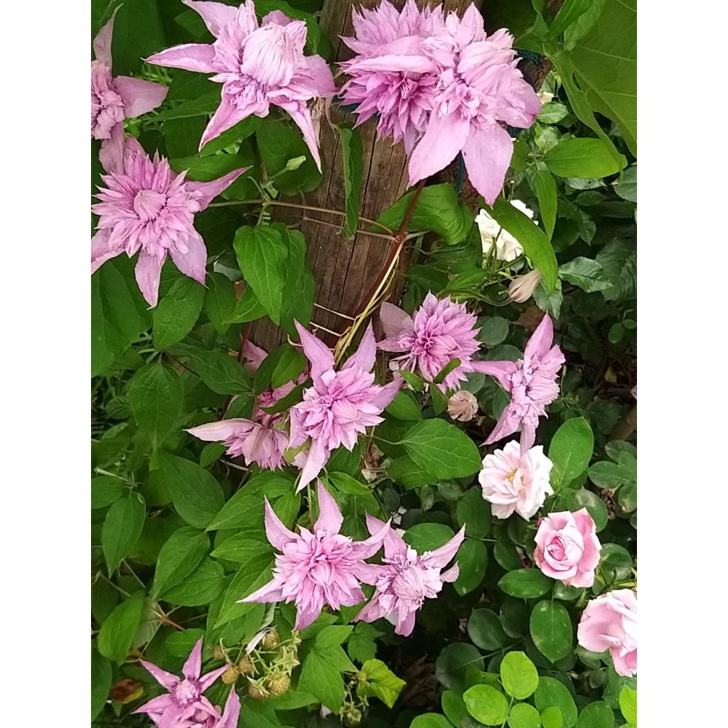 Loistokärhö Multi Pink