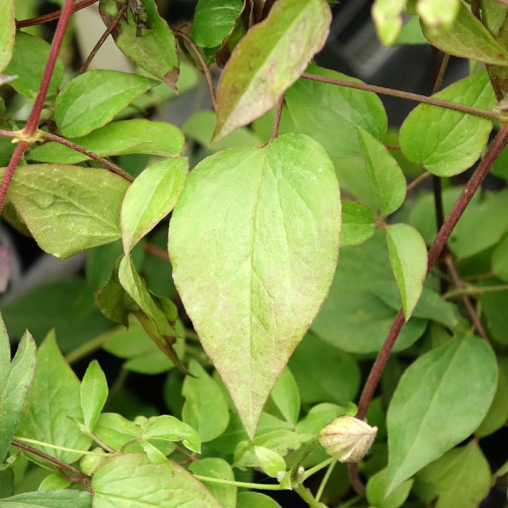 Viinikärhö Pernille