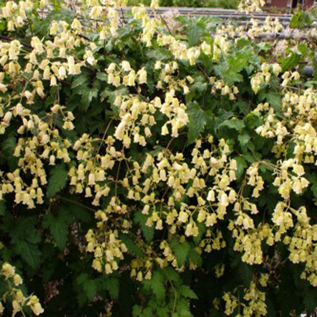 Loistokärhö - Clematis rehderiana