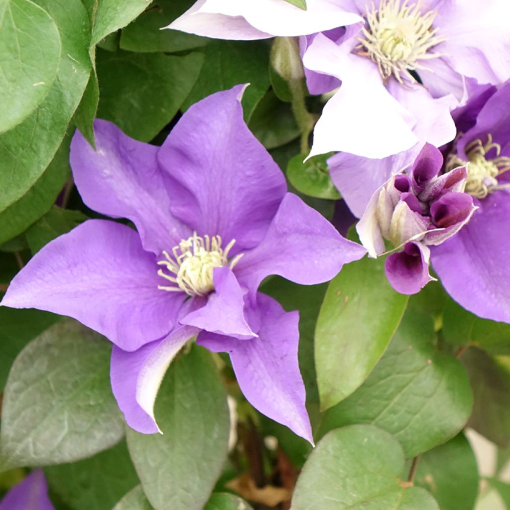 Loistokärhö Mix Blue