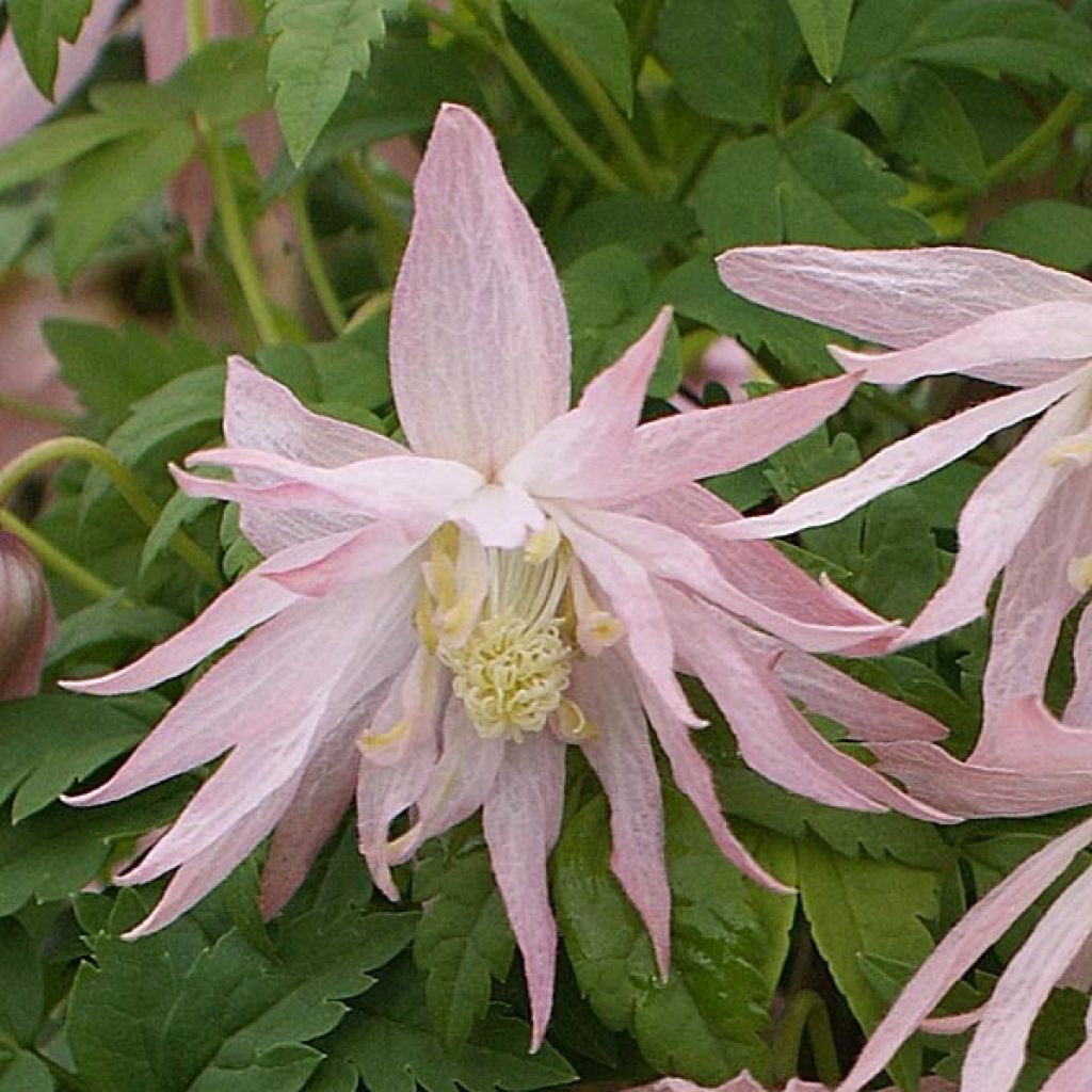 Tarha-alppikärhö Country Rose