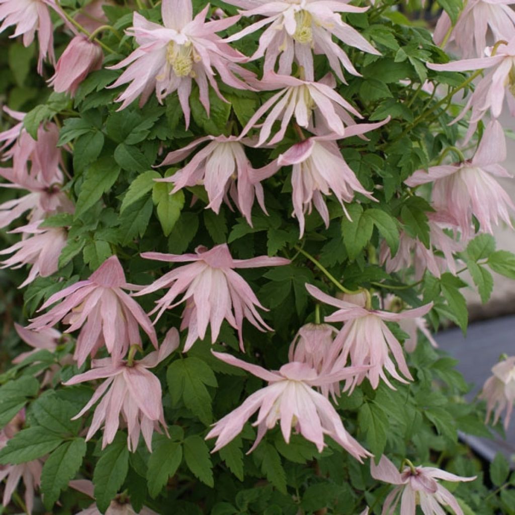 Tarha-alppikärhö Country Rose