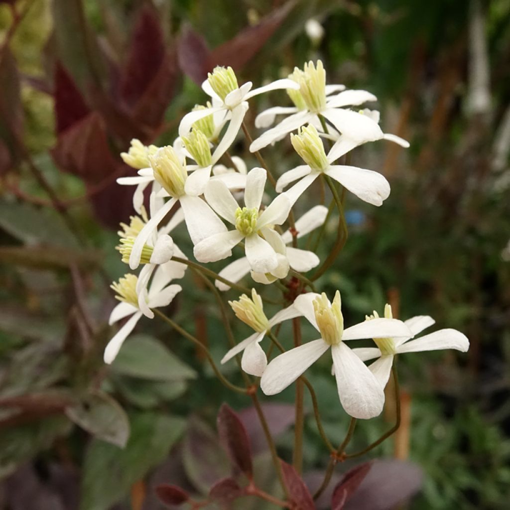 Pensaskärhö Purpurea