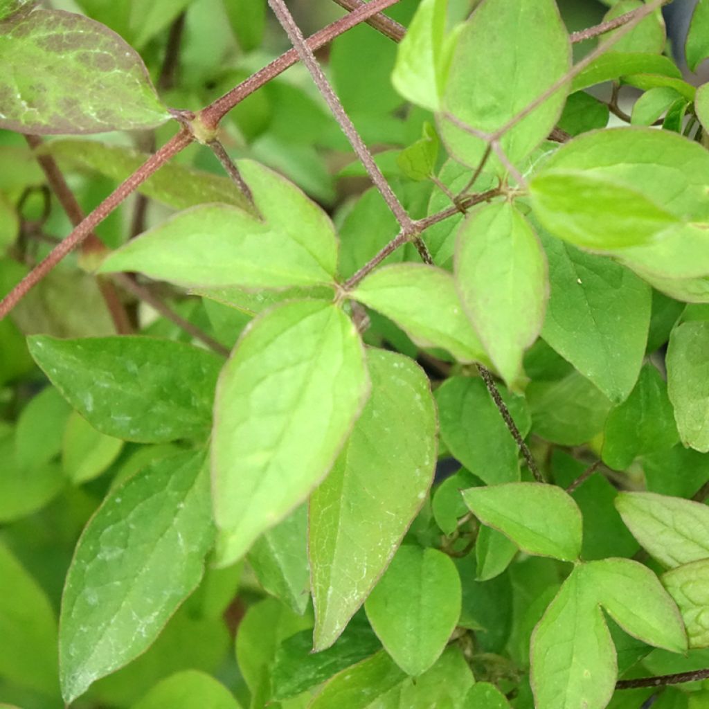 Viinikärhö - Clematis viticella