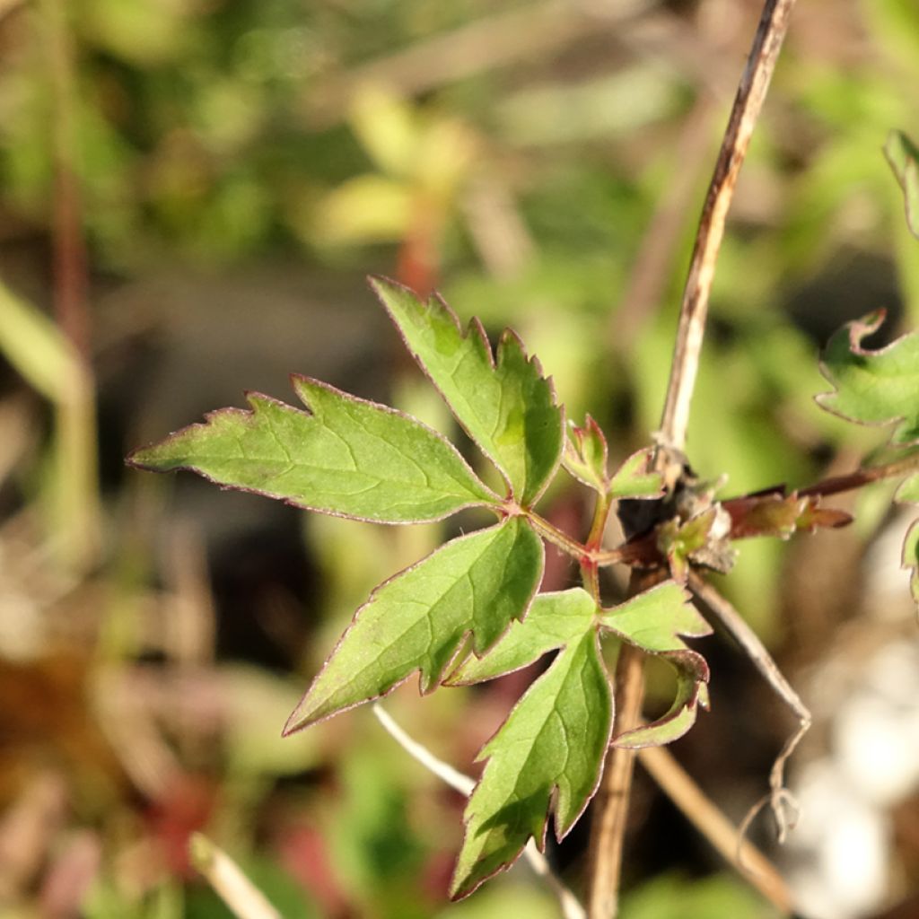 Kruunukärhö - Clematis macropetala