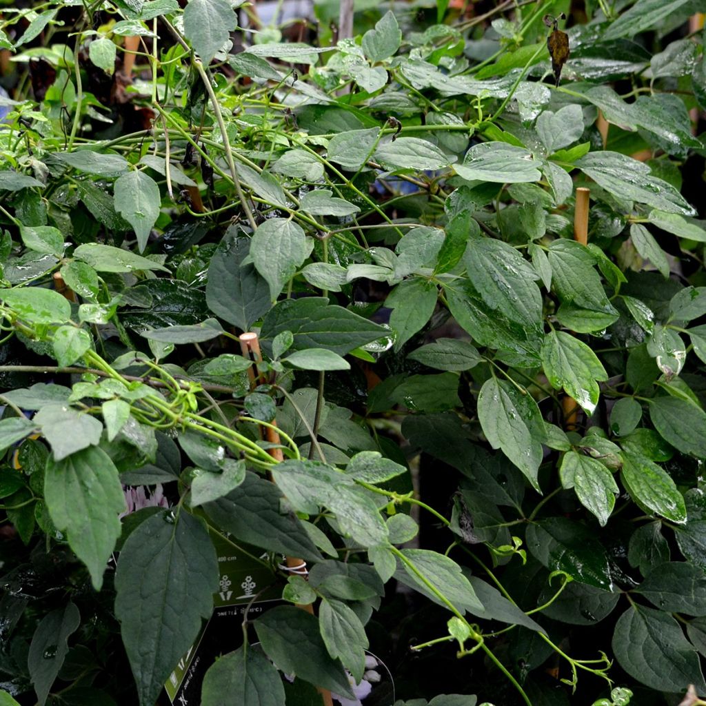 Vuorikärhö Mayleen