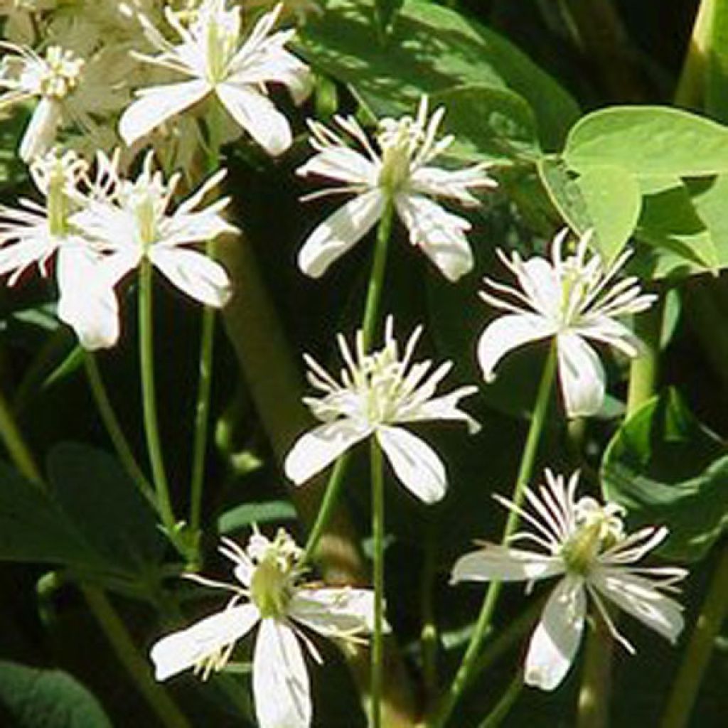 Pensaskärhö Purpurea