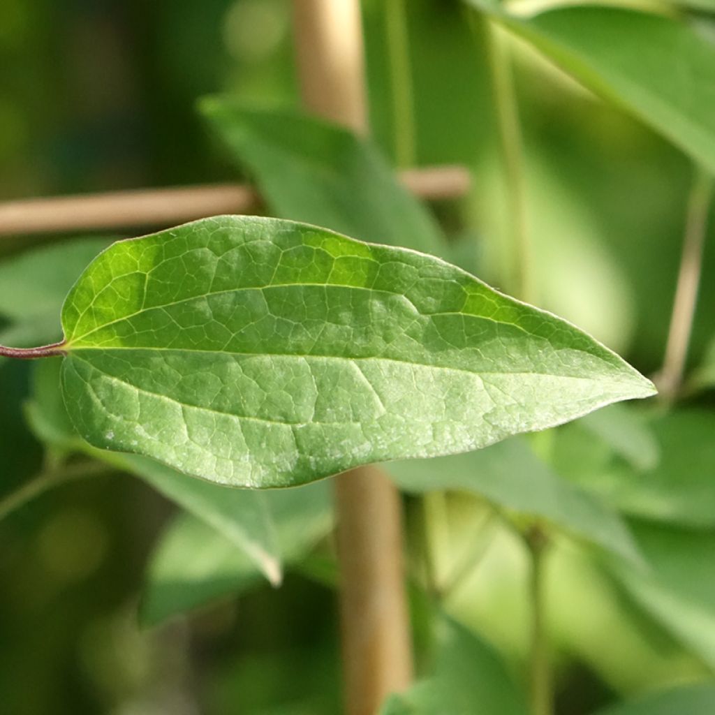 Kellokärhö Saphyra Violetta