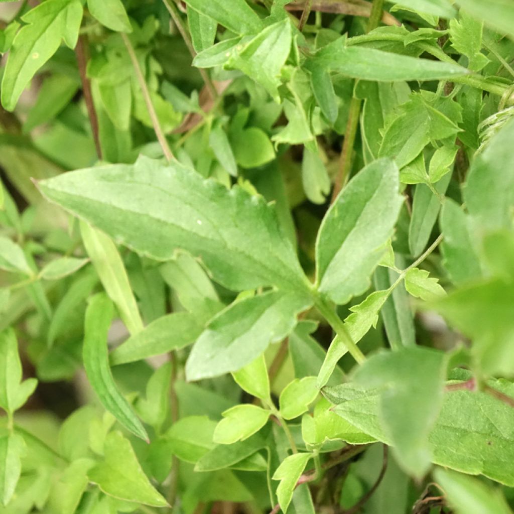 Kiinankeltakärhö - Clematis tibetana subsp. tangutica