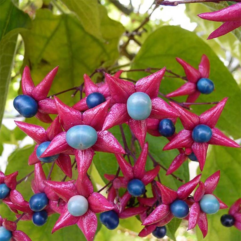 Isokohtalonpensas - Clerodendrum trichotomum