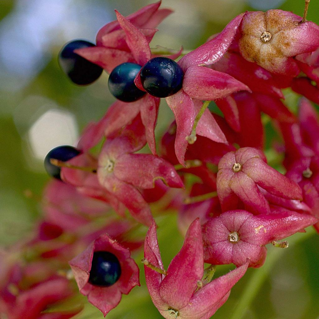 Isokohtalonpensas - Clerodendrum trichotomum