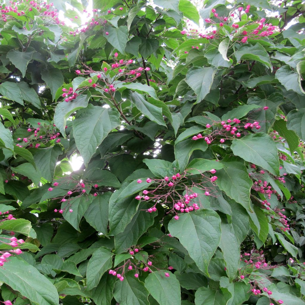 Isokohtalonpensas - Clerodendrum trichotomum