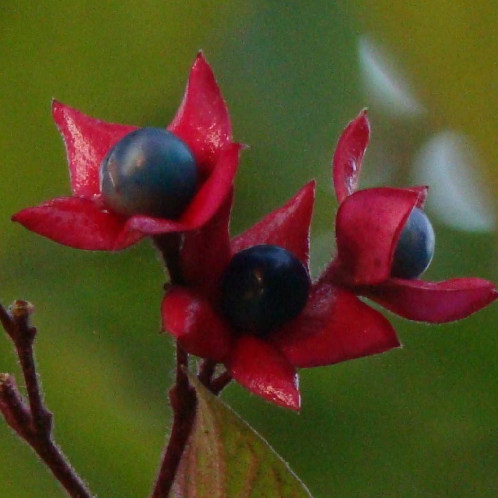 Isokohtalonpensas - Clerodendrum trichotomum