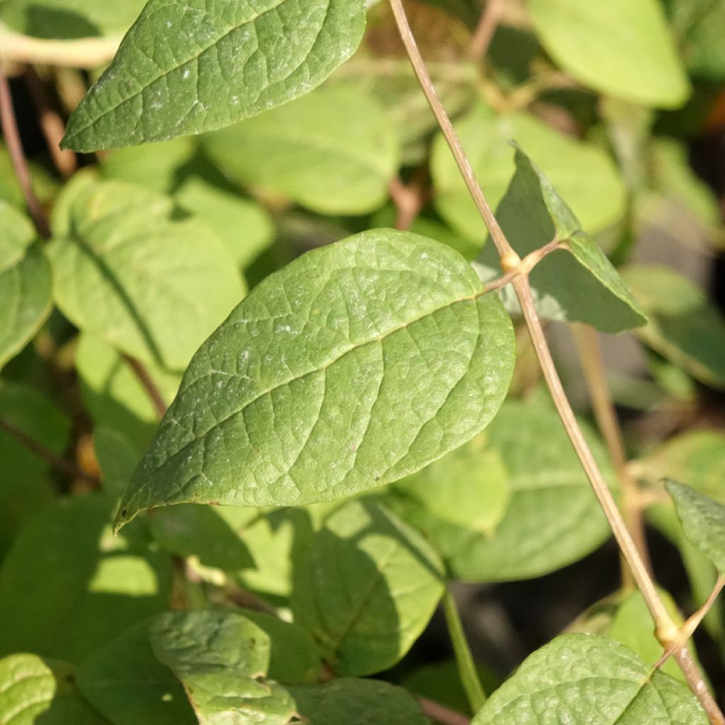 Kletra - Clethra fargesii