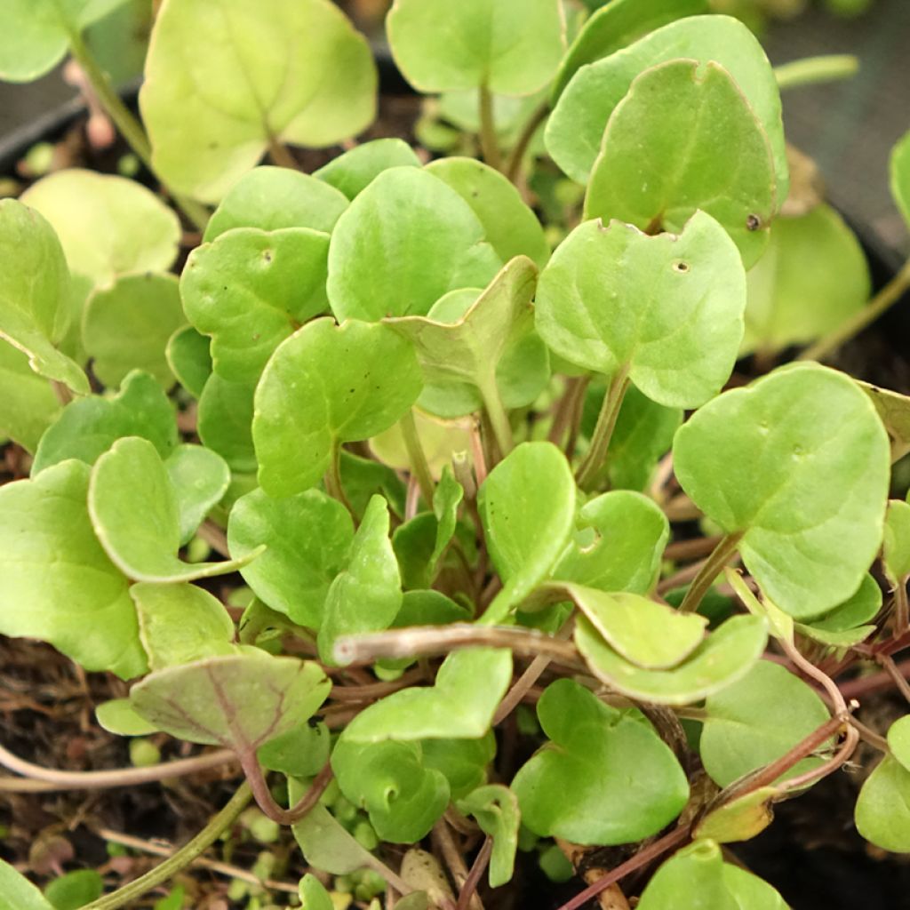 Rohtokuirimo - Cochlearia officinalis