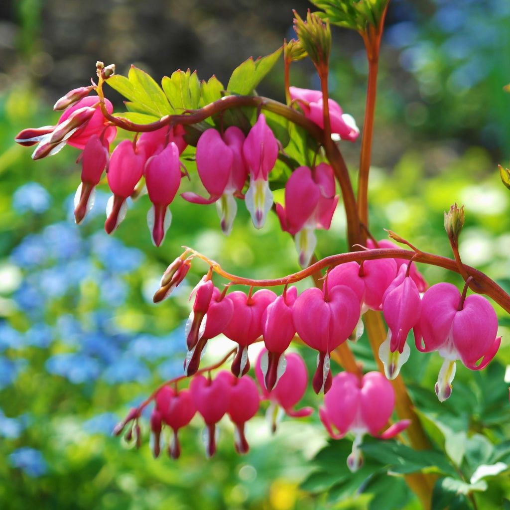 Särkynytsydän - Dicentra spectabilis