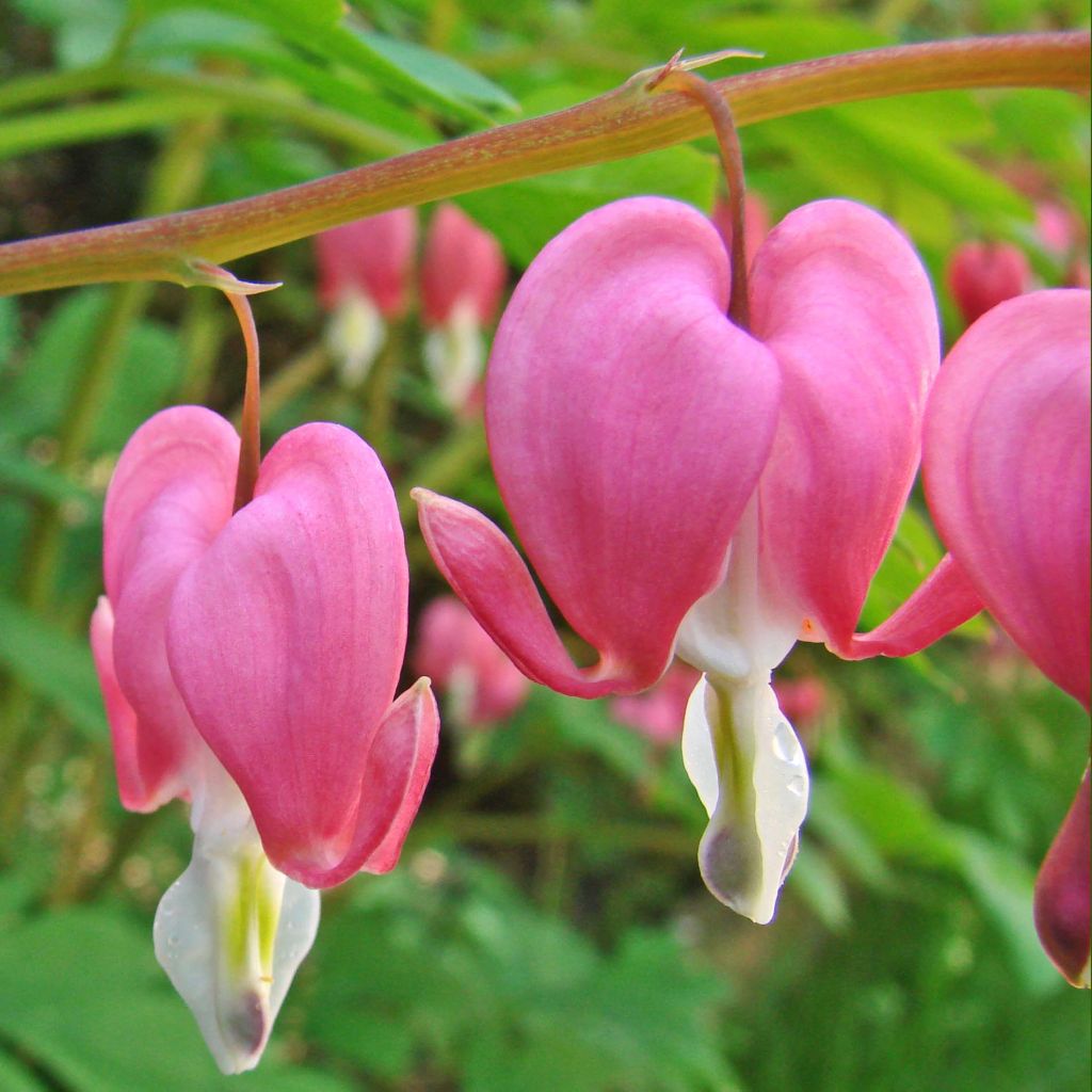 Särkynytsydän - Dicentra spectabilis