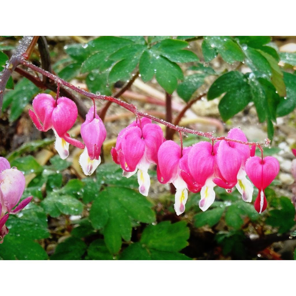 Särkynytsydän - Dicentra spectabilis