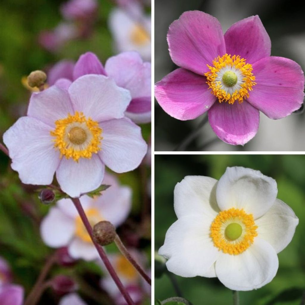 Japaninsyysvuokkokokoelma, 3 lajiketta