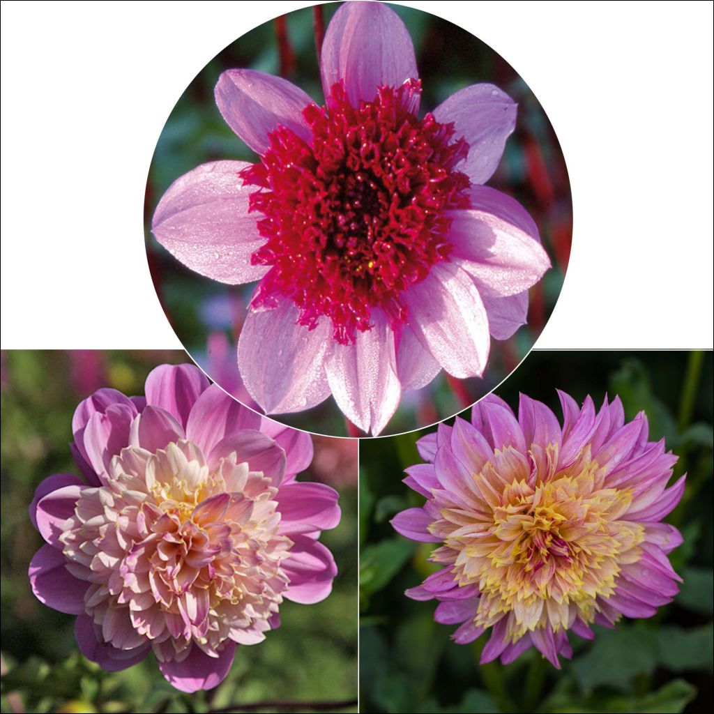 Anemone-daalioiden kokoelma