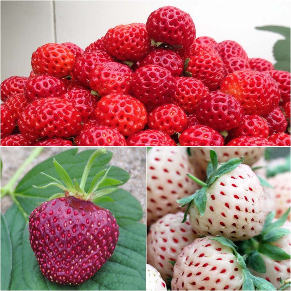 Mansikkakokoelma 3 kpl: Framberry, Cherry Berry, Pineberry