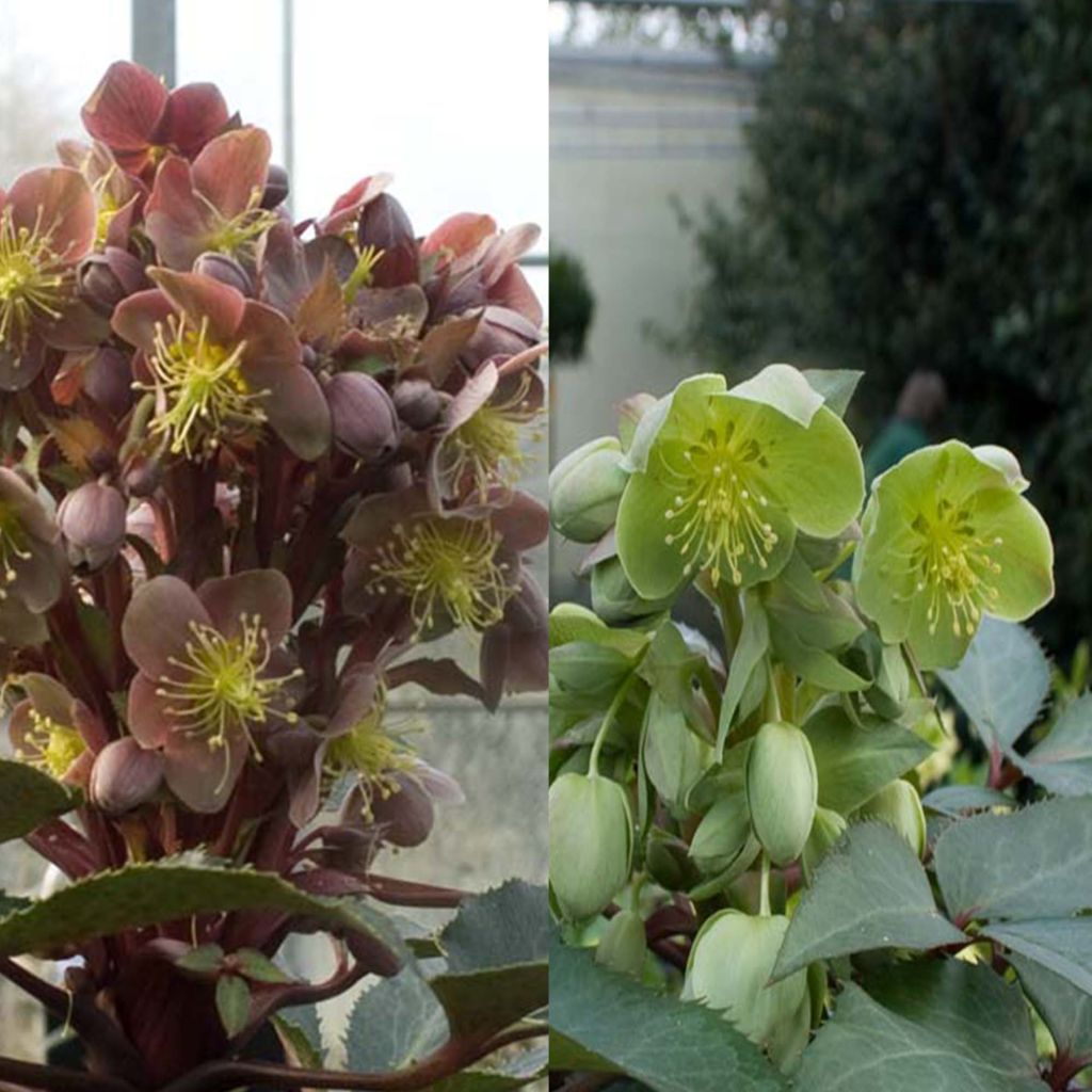 Jouluruusut (Helleborus sternii -kokoelma)