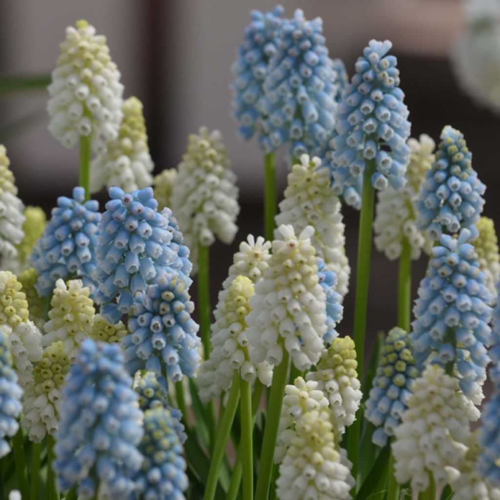 Muscari Magic -kokoelma