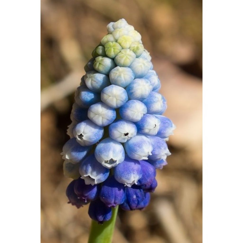 Muscari Magic -kokoelma