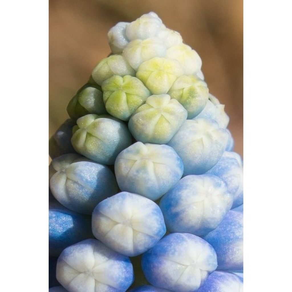 Muscari Magic -kokoelma