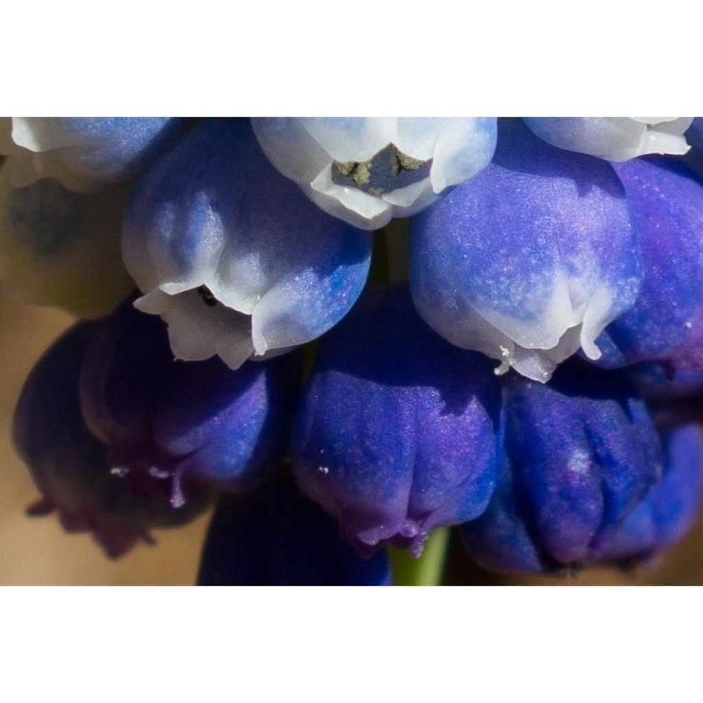 Muscari Magic -kokoelma