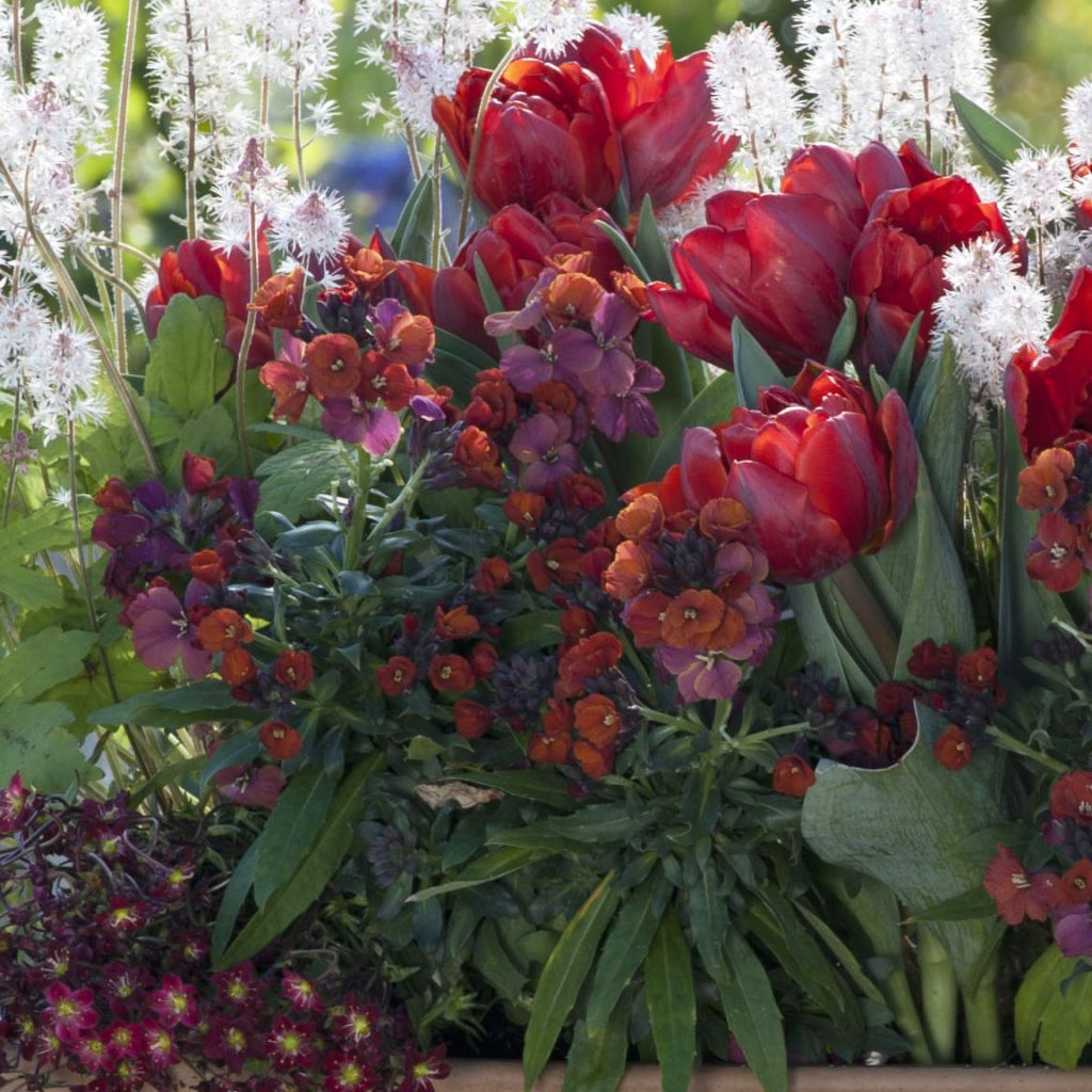 Tulipunainen kevät -kokoelma