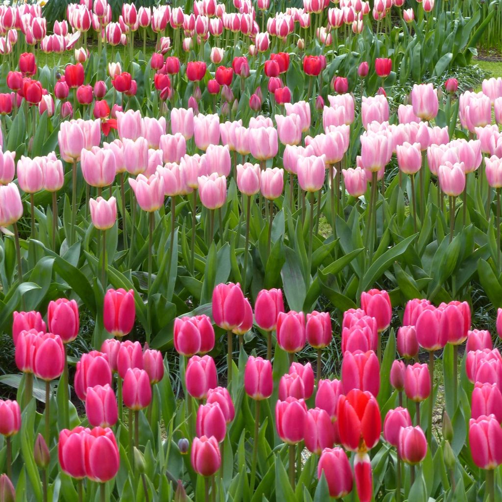 Darwin Delight -tulppaanikokoelma