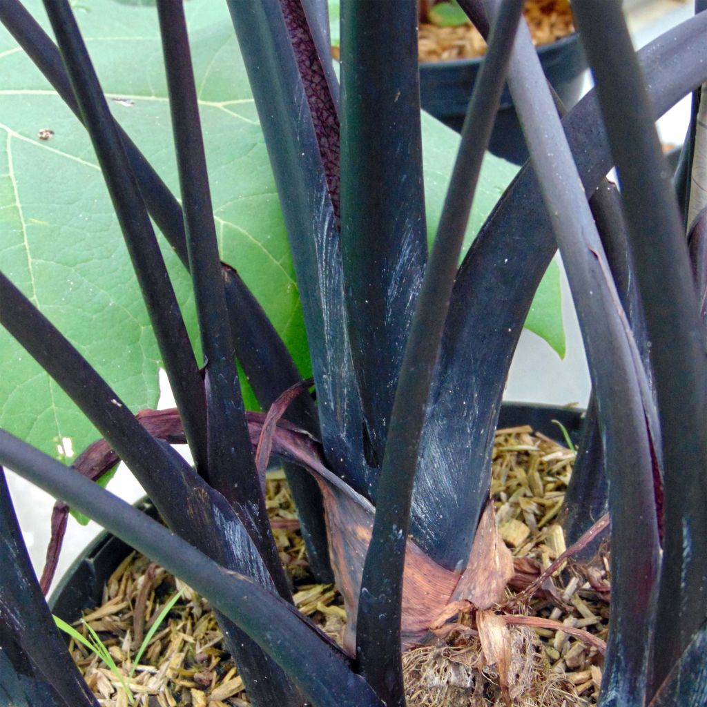Taaro Black Stem
